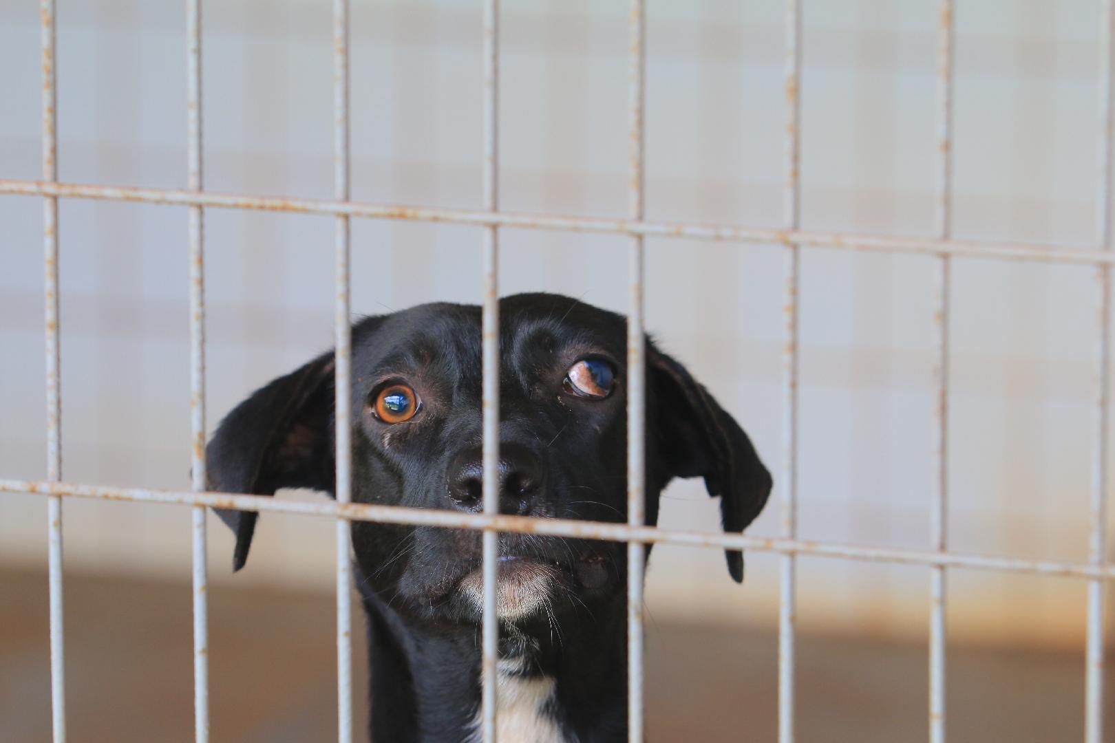 feira-de-adocao-oferece-mais-de-50-animais-em-ribeirao-preto-neste-fim-de-semana 4