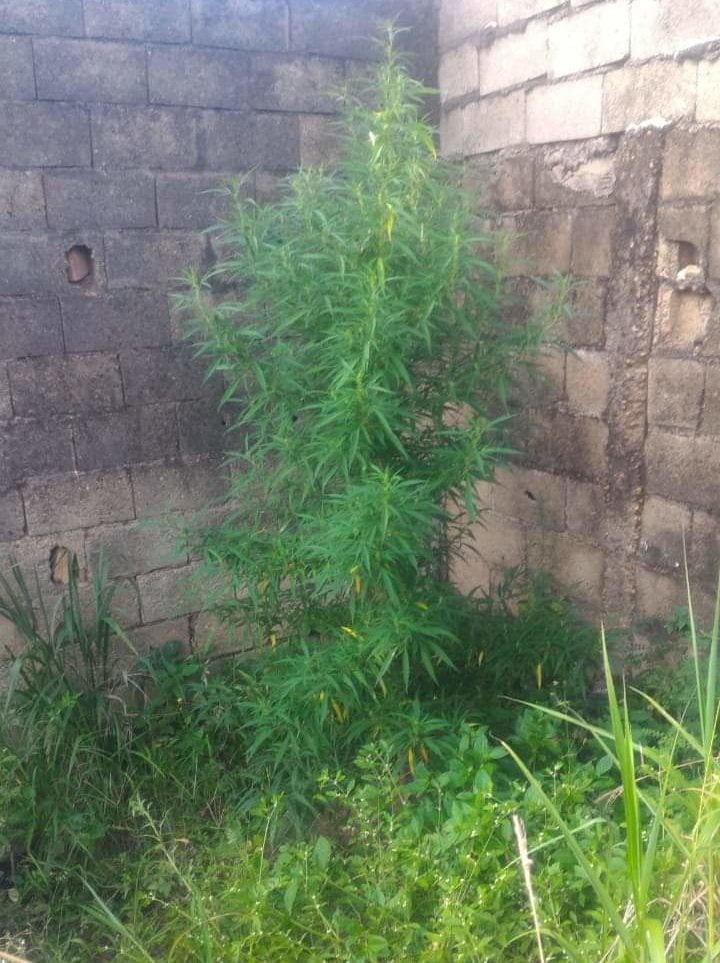 maconha