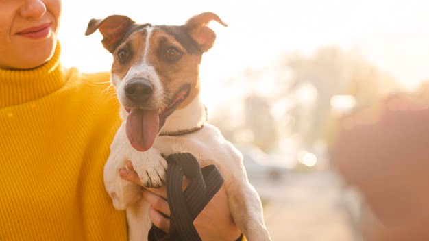 retrato-de-cachorro-adoravel_23-2148351273