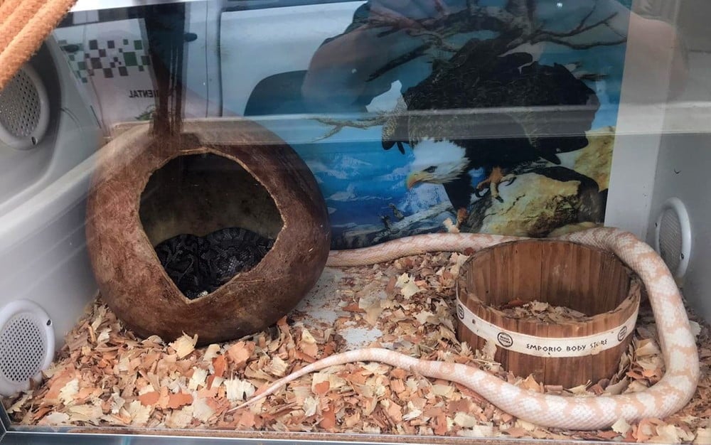 WhatsApp Image 2020-09-22 at 06.05.01