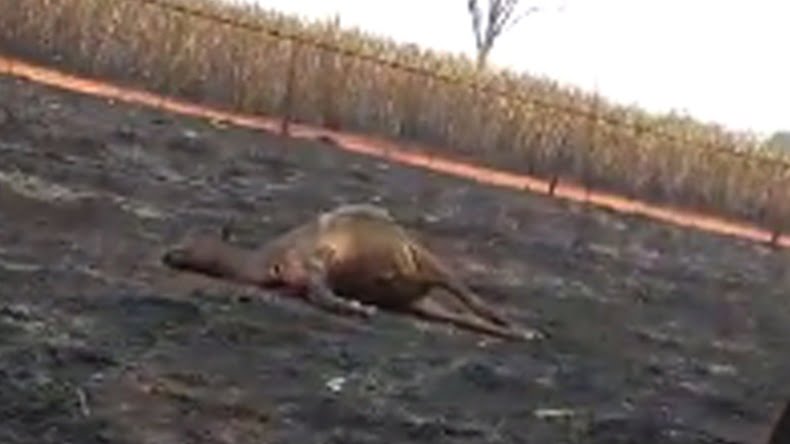 incendio_fogo_790x444_14092020120512