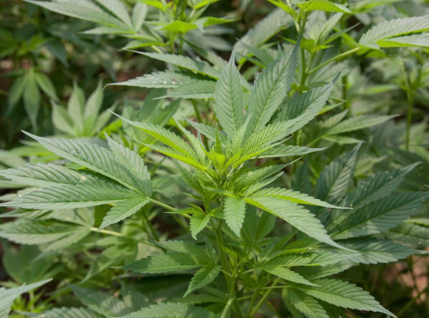 MACONHA AGÊNCIA BRASIL