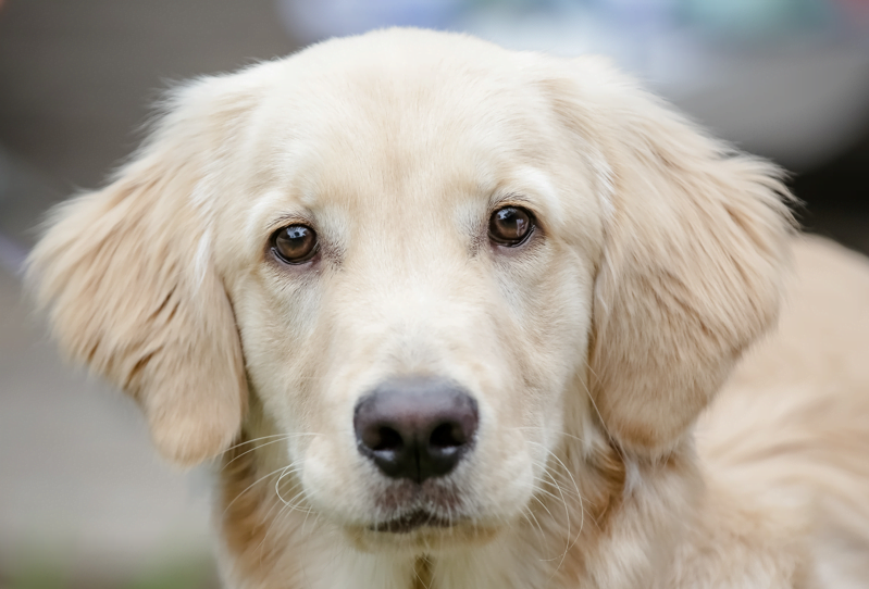 cachorro banco de imagens