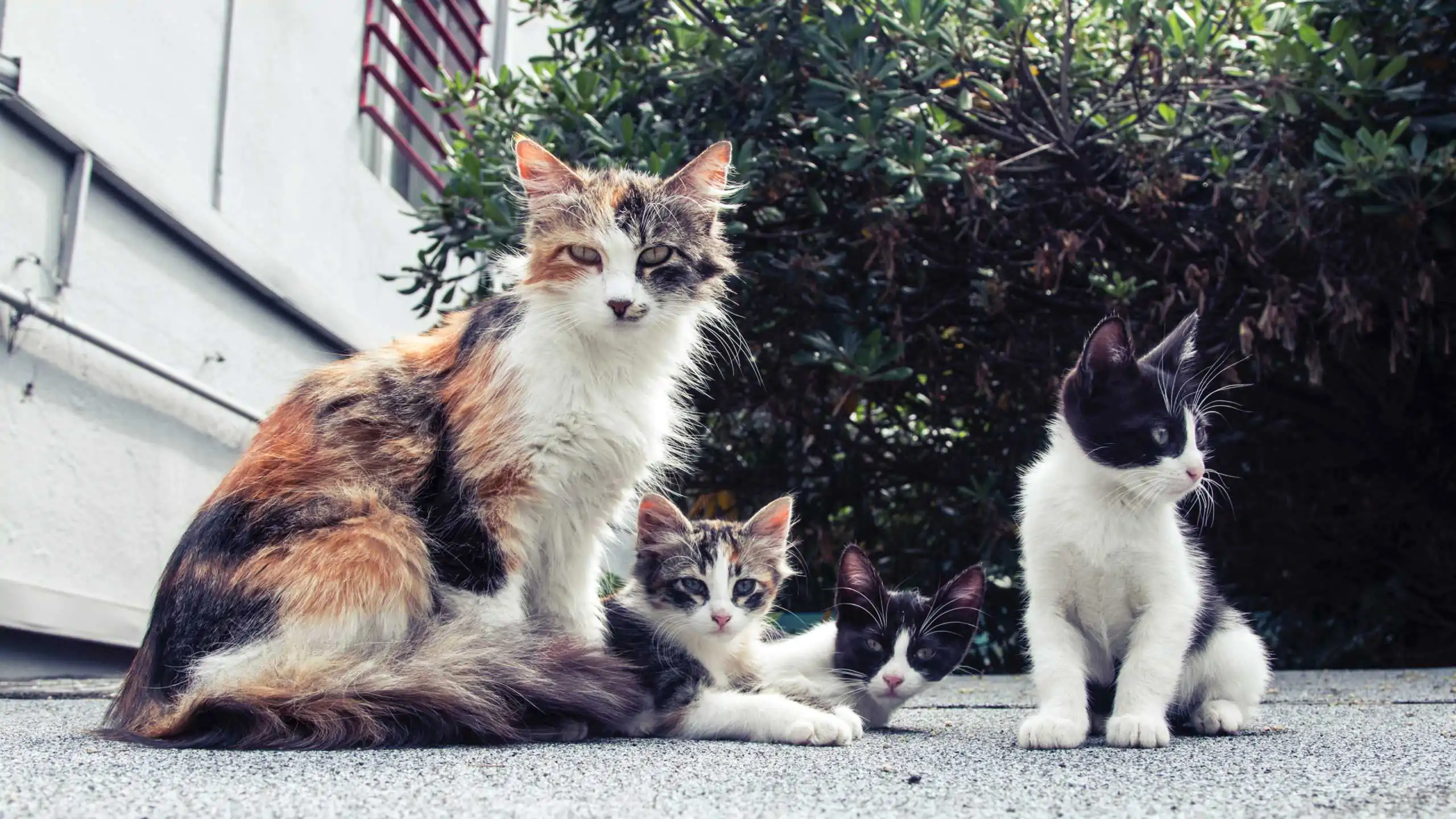 Vereador sugere a criação do “Programa de Controle Populacional Humanitário de Felinos” em Ribeirão Preto; Entenda