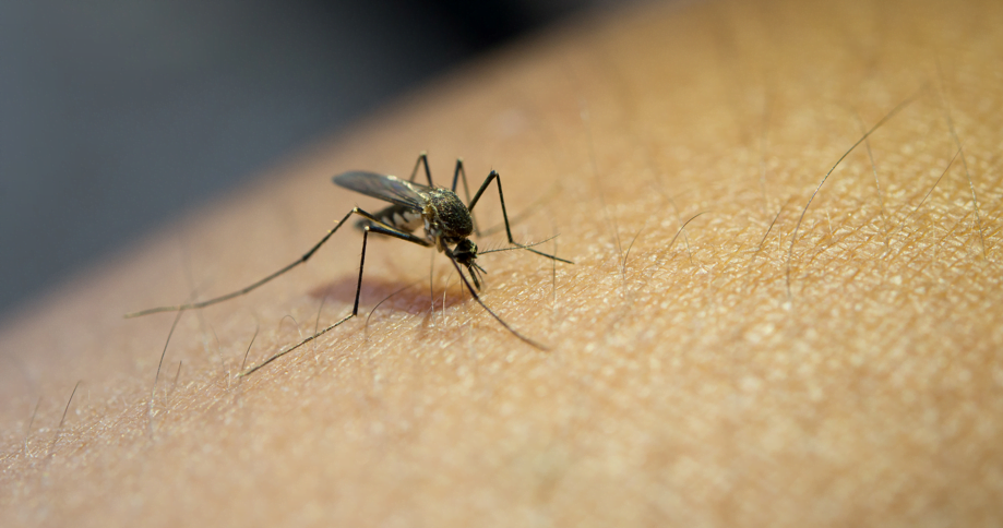 dengue mosquisto banco de imagens Quase 2 mil casos de dengue registrados este ano em cidade no interior de SP