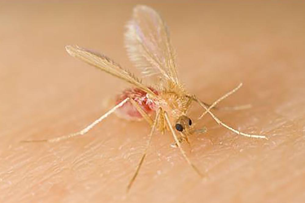 semana_leishmaniose_10