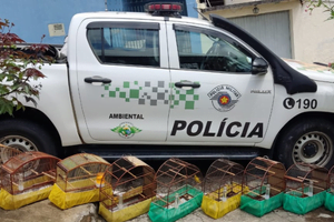 OK APREENDE AVES CACAPAVA NOVE AVES SILVESTRES FORAM APREENDIDAS PELA POLÍCIA AMBIENTAL EM UM CATIVEIRO NO BAIRRO VILA ANTONIO AUGUSTO EM CAÇAPAVA./ O CASO ACONTECEU NA TARDE DE ONTEM./ A POLÍCIA CHEGOU ATÉ O LOCAL DEPOIS DE UMA DENUNCIA./ UM HOMEM, RESPONSAVEL PELAS AVES FOI AUTUADO EM QUATRO MIL E QUINHENTOS REAIS./ AS AVES FORAM LEVADAS PARA O CENTRO DE TRIAGEM DE ANIMAIS SILVESTRES DO IBAMA DE LORENA.//