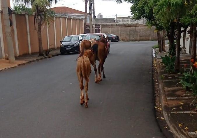 animais_de_grande_porte_2_edit