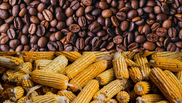 Dia Nacional do Café e do Milho, paixões dos brasileiros