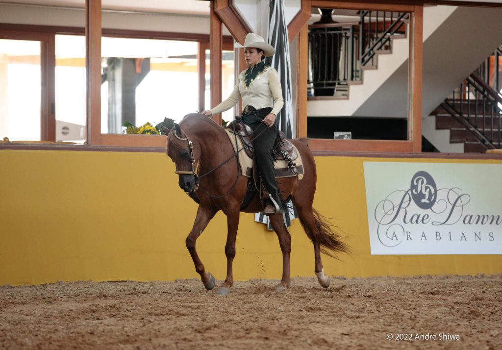 Quanto vale um cavalo? Raça Árabe – Animal Business Brasil