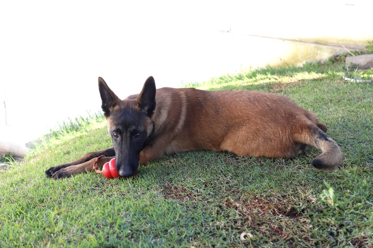 Explosão de fofura! Hunter é o nome escolhido pelos internautas para o filhote da GM Explosão de fofura! Hunter é o nome escolhido pelos internautas para o filhote da GM
