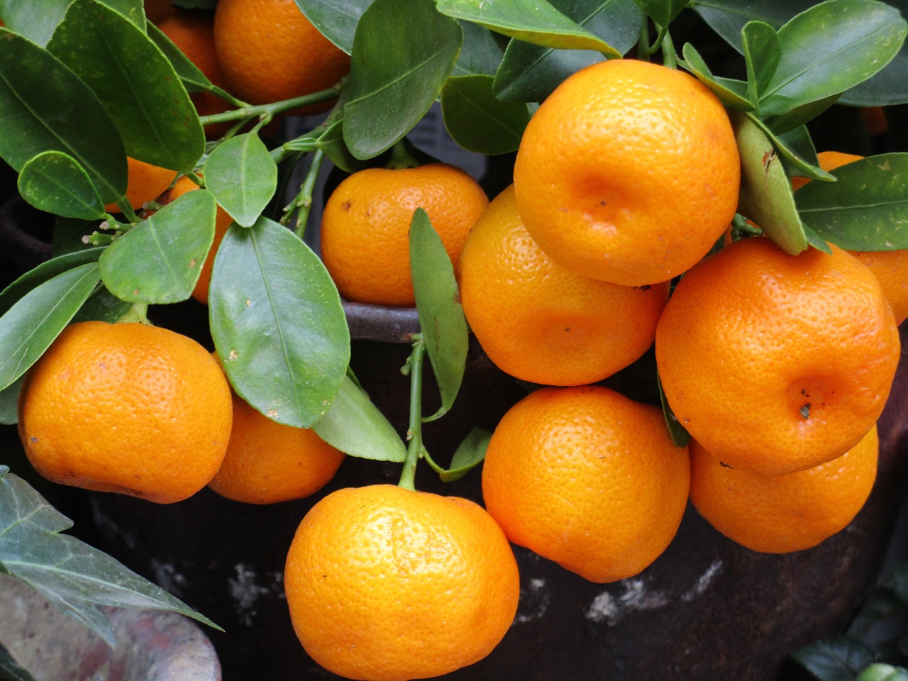 Hortifruti em Campinas Safra das tangerinas aumenta oferta dos produtos no mercado Hortifruti em Campinas Safra das tangerinas aumenta oferta dos produtos no mercado