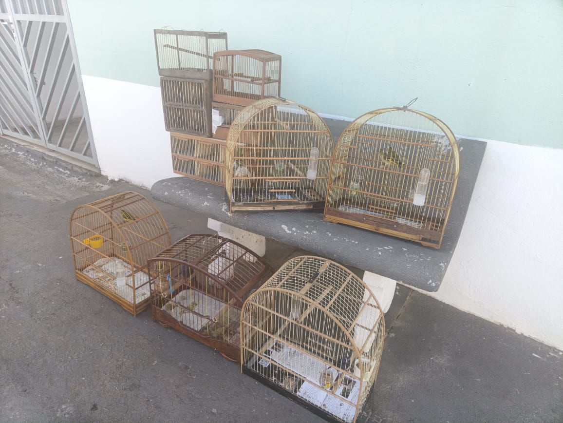 aves silvestres campos