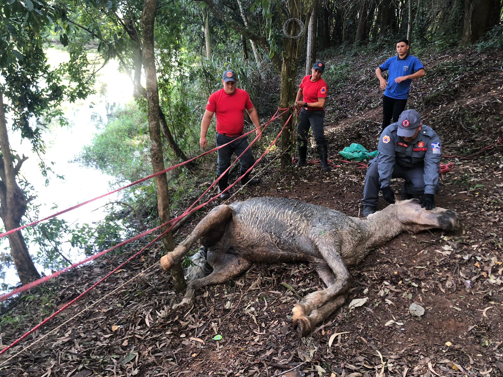 Cavalo é resgatado pela Defesa Civil após invadir empresa em Itapira Cavalo é resgatado pela Defesa Civil após invadir empresa em Itapira