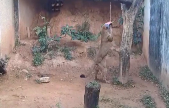 Associação tem programa de apadrinhamento de animais em Jundiaí Associação tem programa de apadrinhamento de animais em Jundiaí