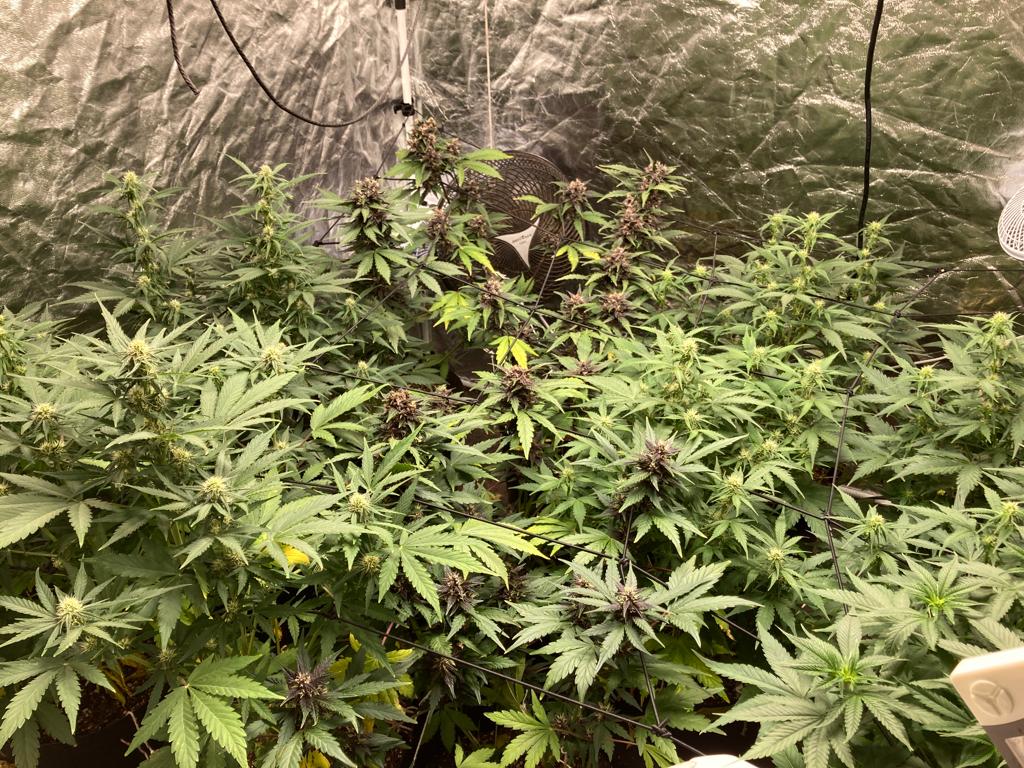 plantação de maconha