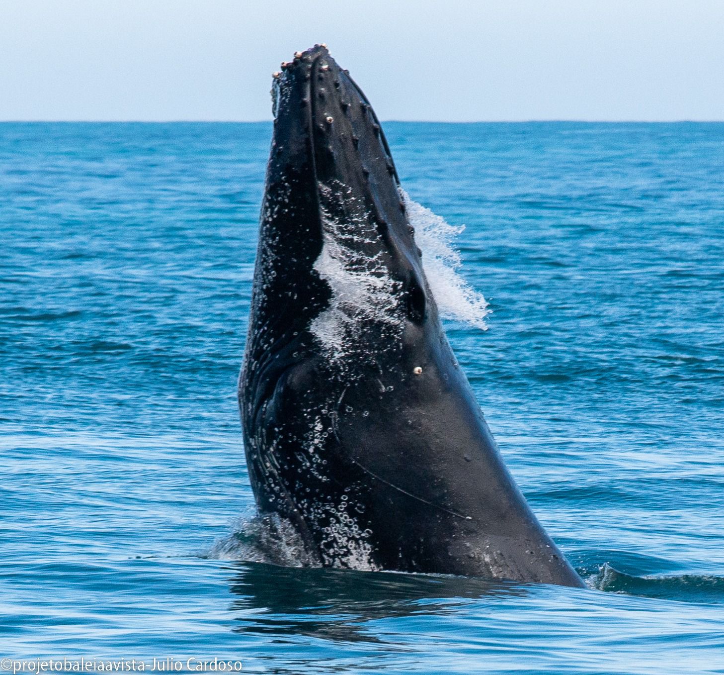 baleia jubarte baleia jubartes