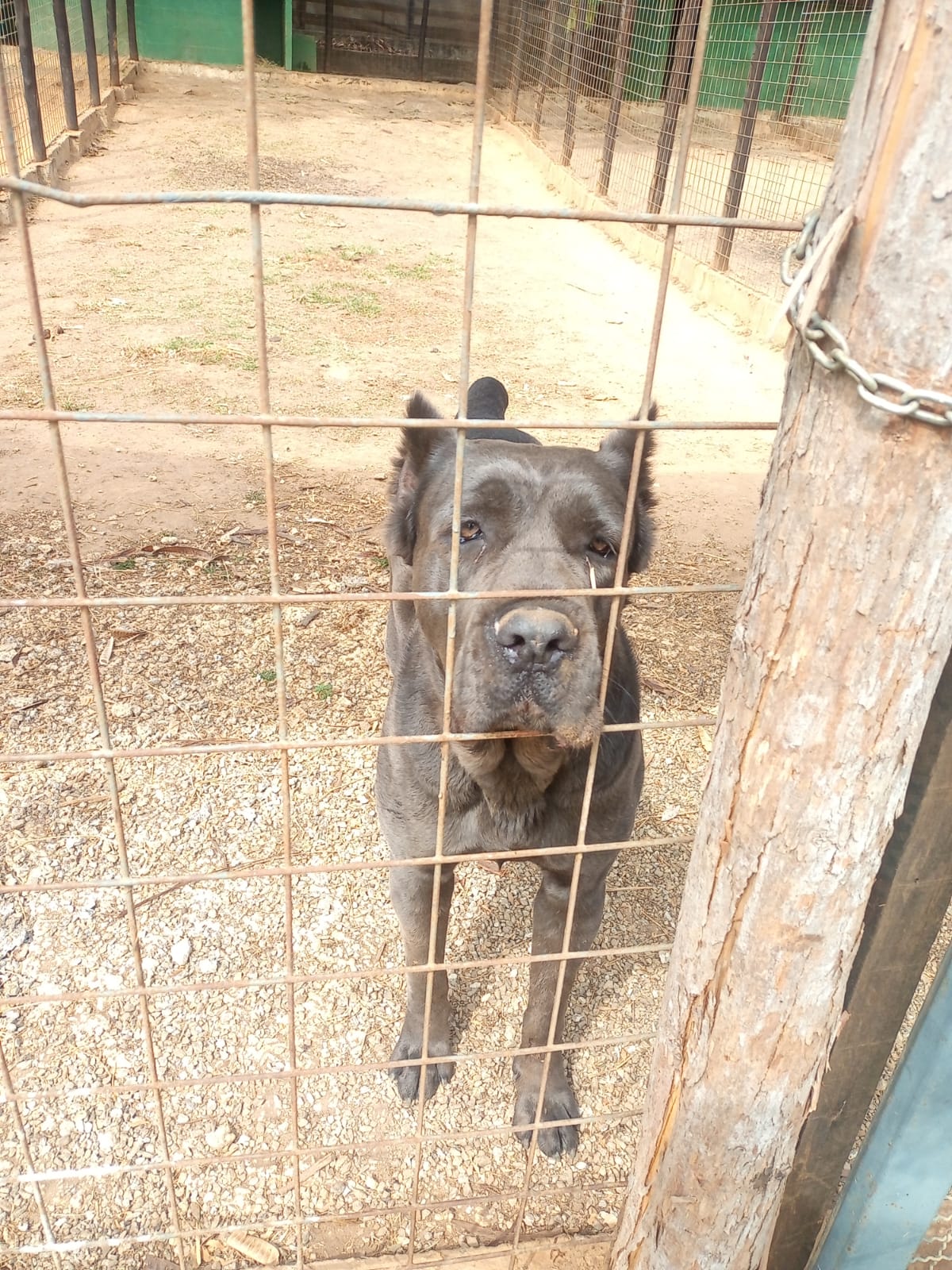cães maus-tratos pinda cães maus-tratos pinda