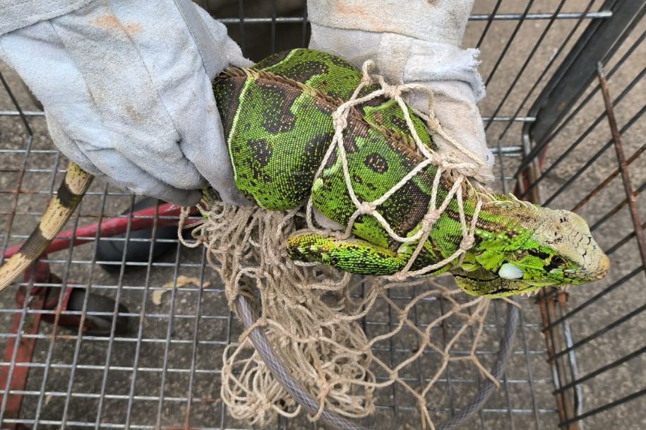 Design sem nome (22)