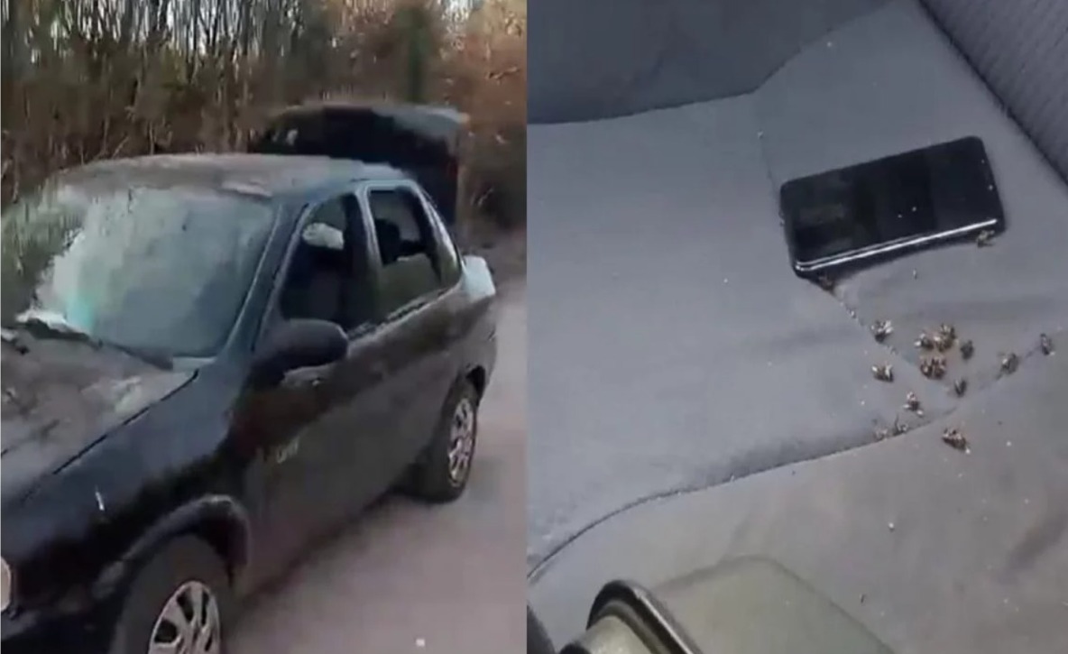 Família é atacada por enxame de Abelhas em Piracicaba Família é atacada por enxame de Abelhas em Piracicaba