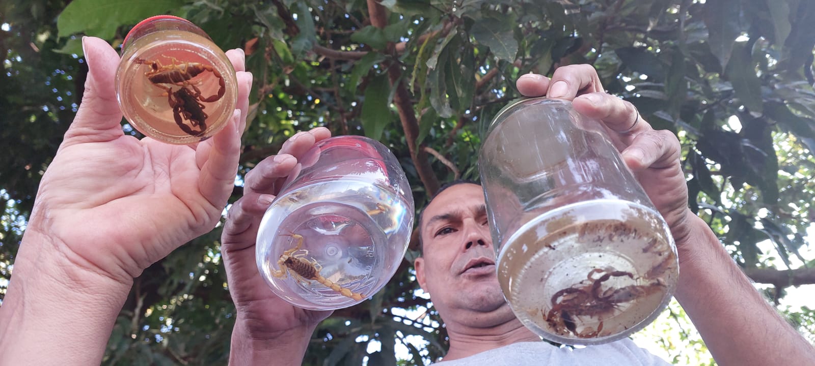 Infestação de escorpiões preocupa moradores do Bairro Real Center, em Cosmópolis