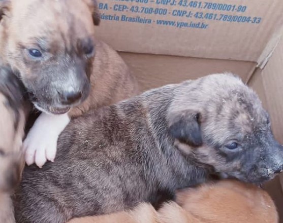 filhotes dogs