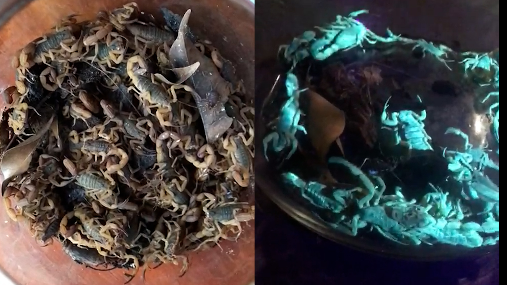 Moradora de Americana captura mais de 150 escorpiões Moradora de Americana captura mais de 150 escorpiões