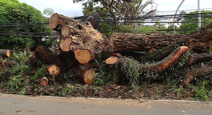 Queda de árvore de grande porte durante temporal ainda causa transtornos