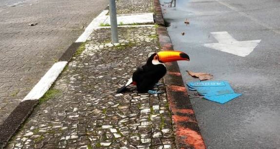 Tucano na rua em Caraguatatuba TUCANO FERIDO É RESGATADO EM CARAGUATATUBA