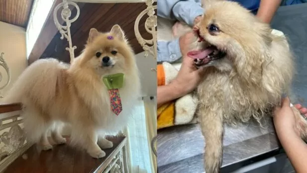 tutor de cão que matou fox tem liberdade provisória