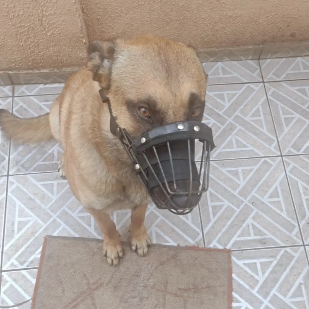 Mulher é atacada por cachorro de vizinho e fica hospitalizada em São José Mulher é atacada por cachorro de vizinho e fica hospitalizada em São José