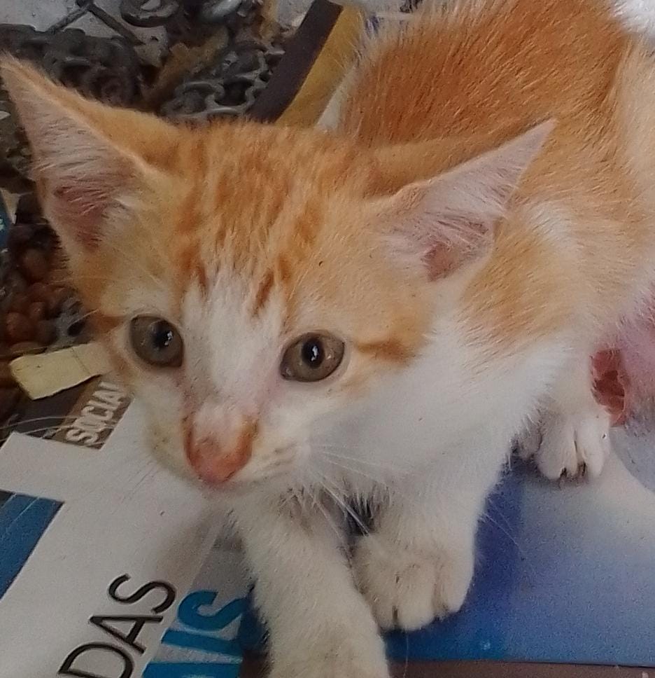 adoção de animais taubaté