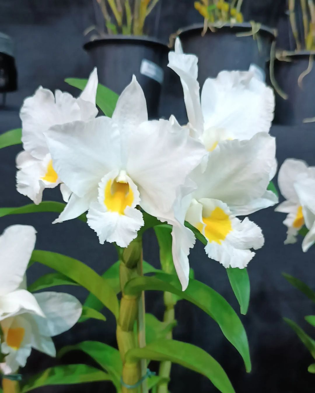 7° Festival de Orquídeas chega a Valinhos com entrada gratuita