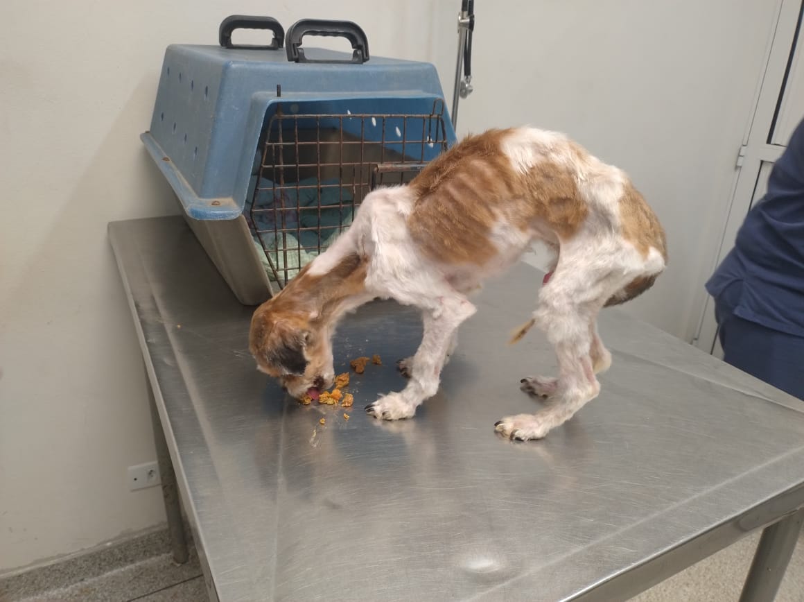 Cachorro é resgatado de maus-tratos na 