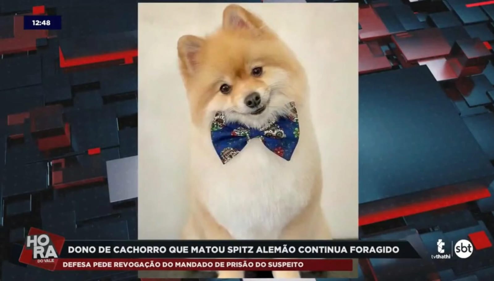 Justiça nega recurso do tutor do Bull Terrier que atacou o cão Fox Justiça nega recurso do tutor do Bull Terrier que atacou o cão Fox