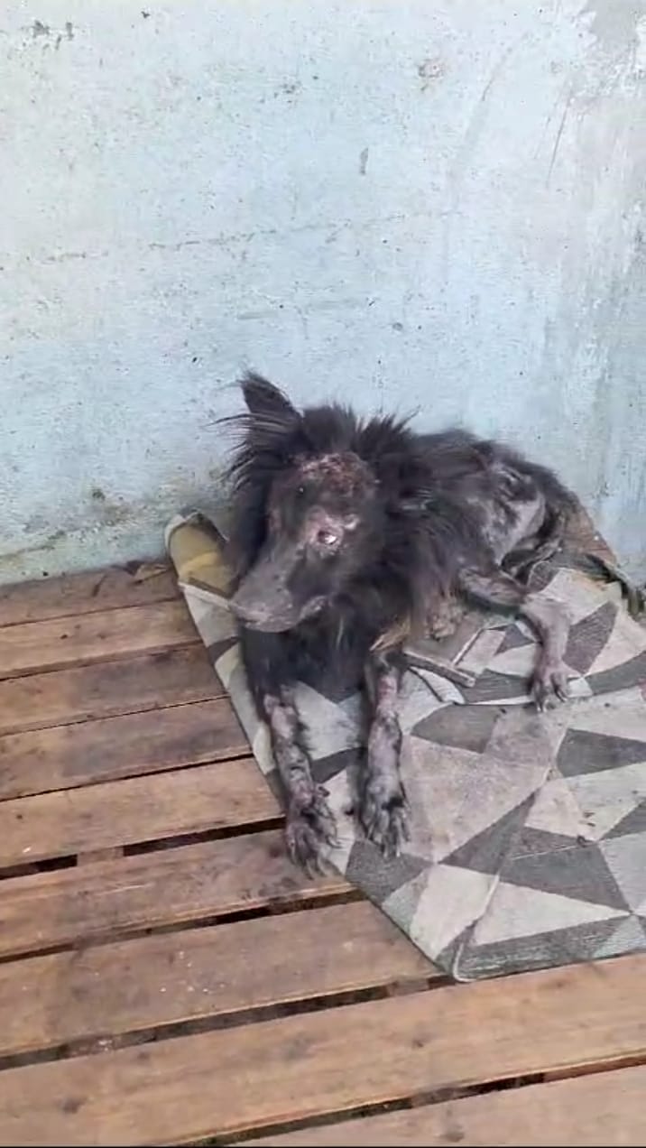 Cão em situação de maus-tratos é resgatado em Guaratinguetá Cão em situação de maus-tratos é resgatado em Guaratinguetá