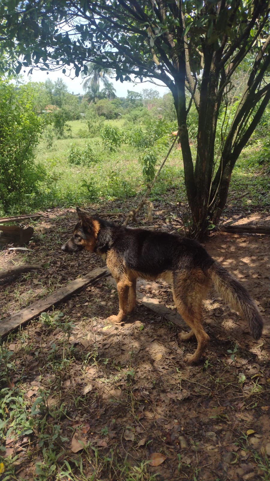 maus-tratos guaratinguetá maus-tratos guaratinguetá