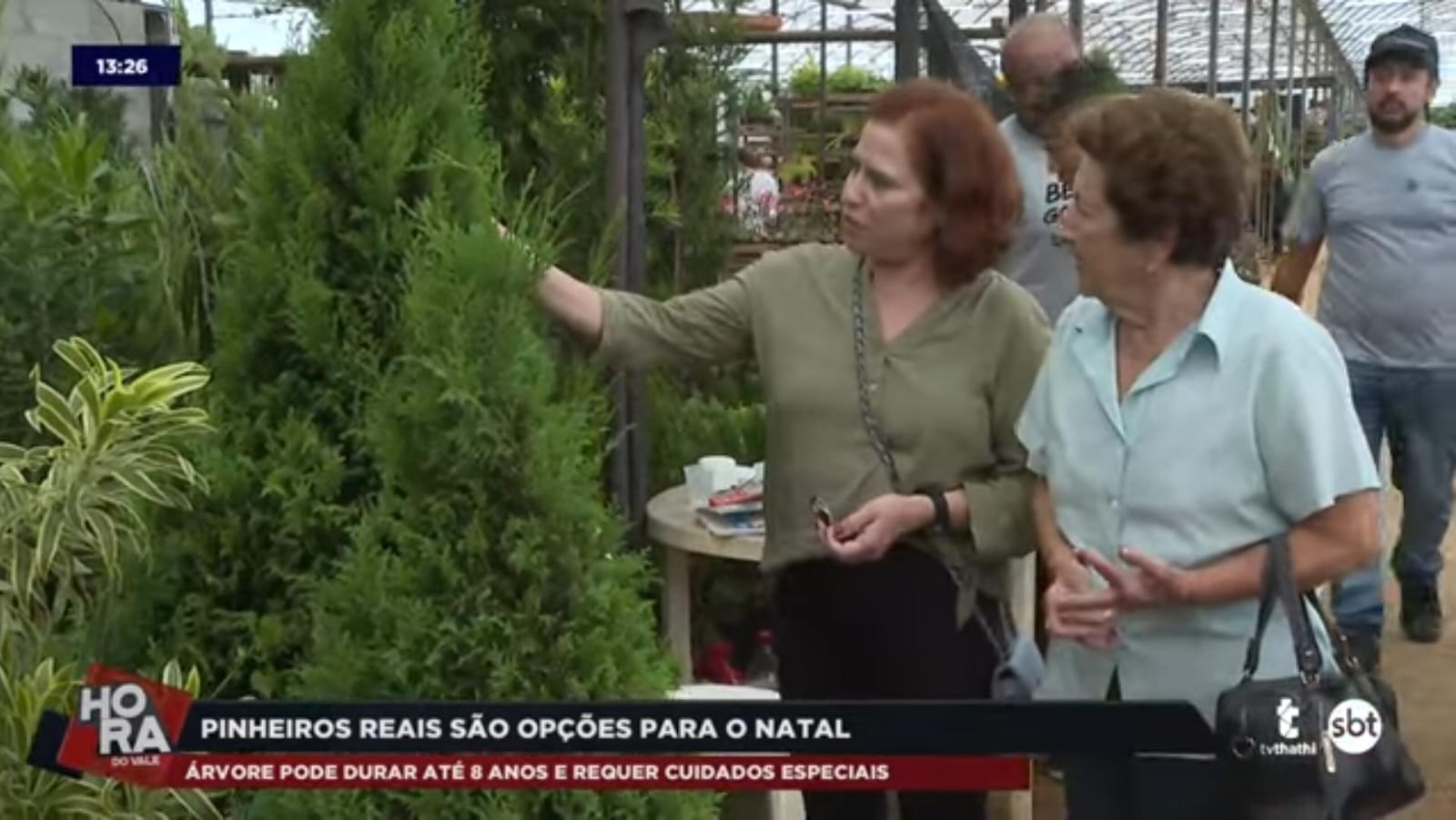 Pinheiros naturais são uma opção diferente de decoração de Natal Pinheiros naturais são uma opção diferente de decoração de Natal