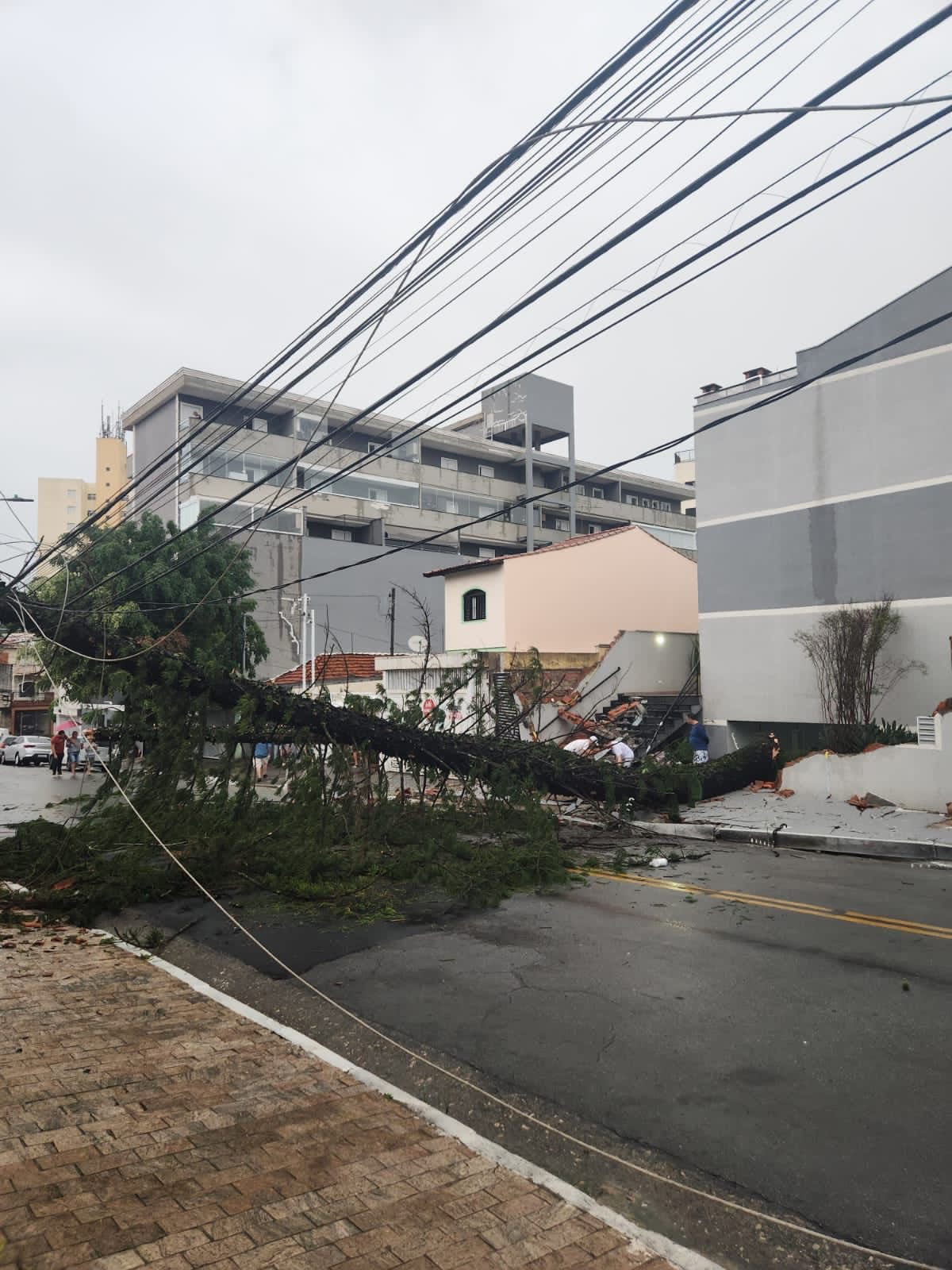 queda de árvores é a principal causa de interrupção de energia