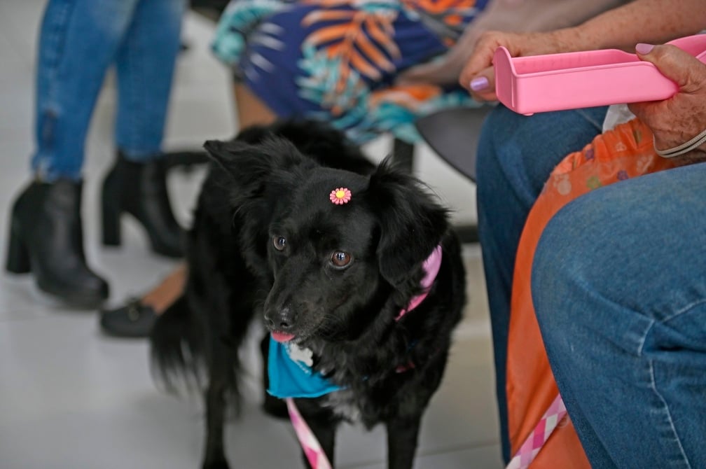 Cães e gatos também correm riscos no calor: saiba como proteger os animais de estimação