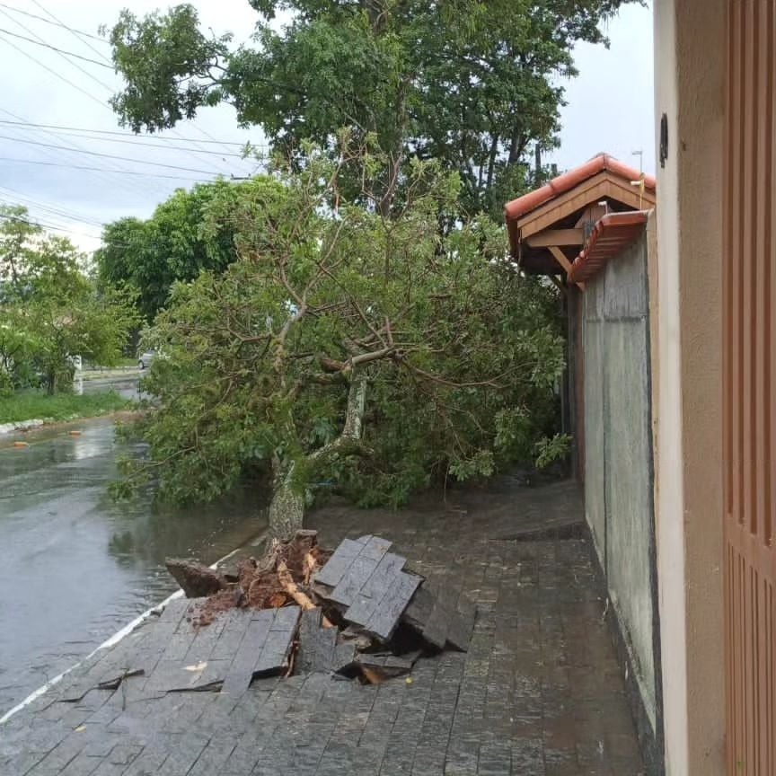 quedas de árvores taubaté