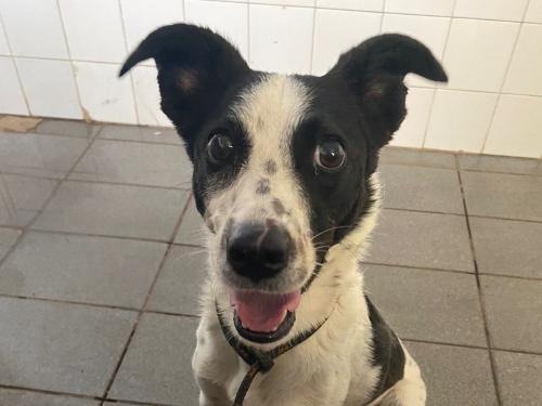 Polícia investiga se tachinhas foram colocadas na ração de animais de rua