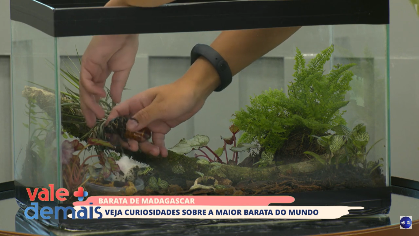 O programa Vale Demais recebeu a estudante de biologia Viviane Yaipen que mostrou a sua barata de Madagascar