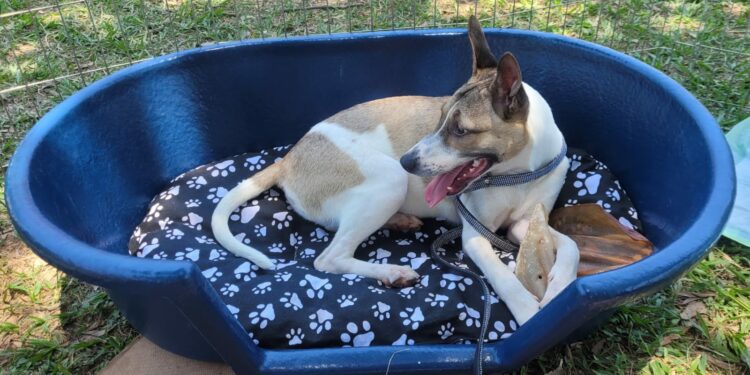 Doação de sangue e adoção de PETS: Valinhos faz feira para o mundo animal neste sábado Doação de sangue e adoção de PETS: Valinhos faz feira para o mundo animal neste sábado