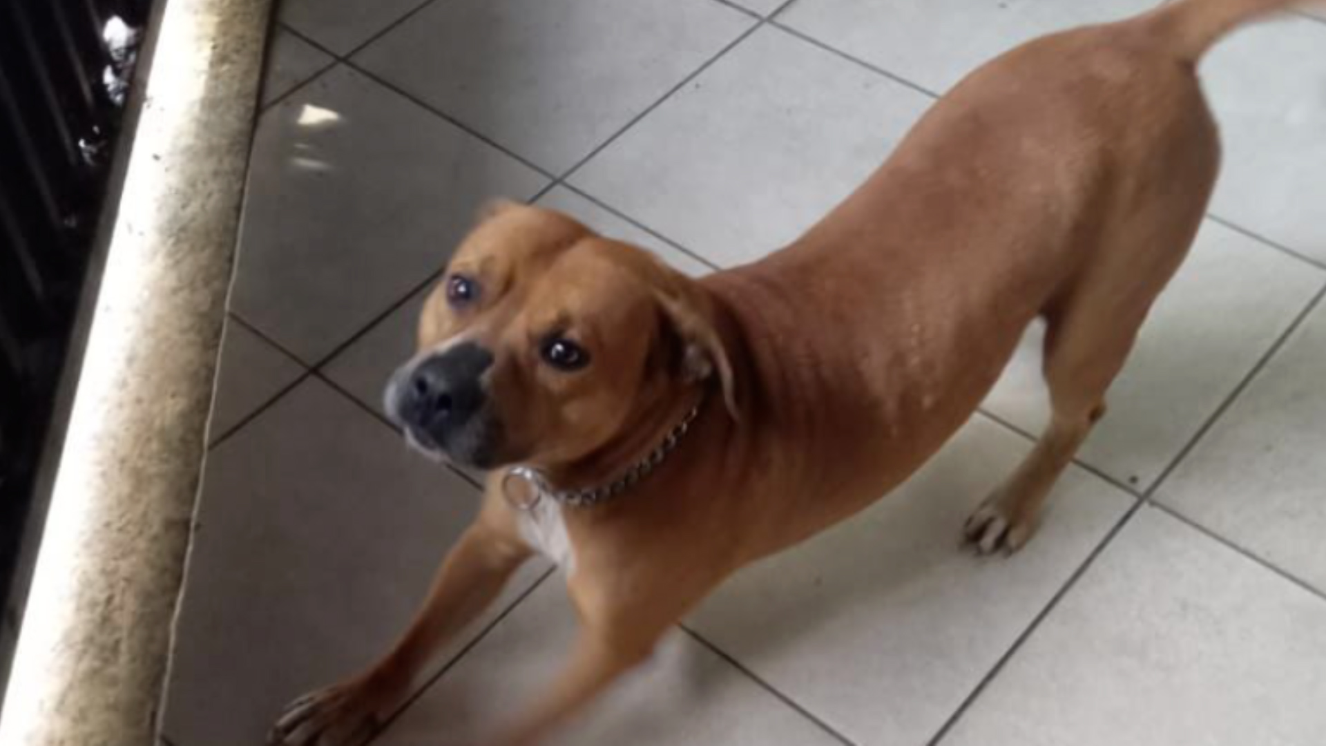 Fogos de artifício causam infarto de cachorro no Natal