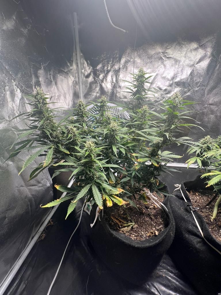 Polícia encontra estufa de maconha em Americana