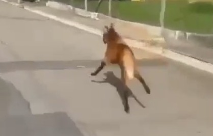 lobo-guará caçapava