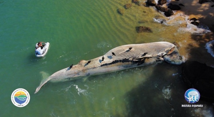 baleia morta ubatuba baleia morta ubatuba