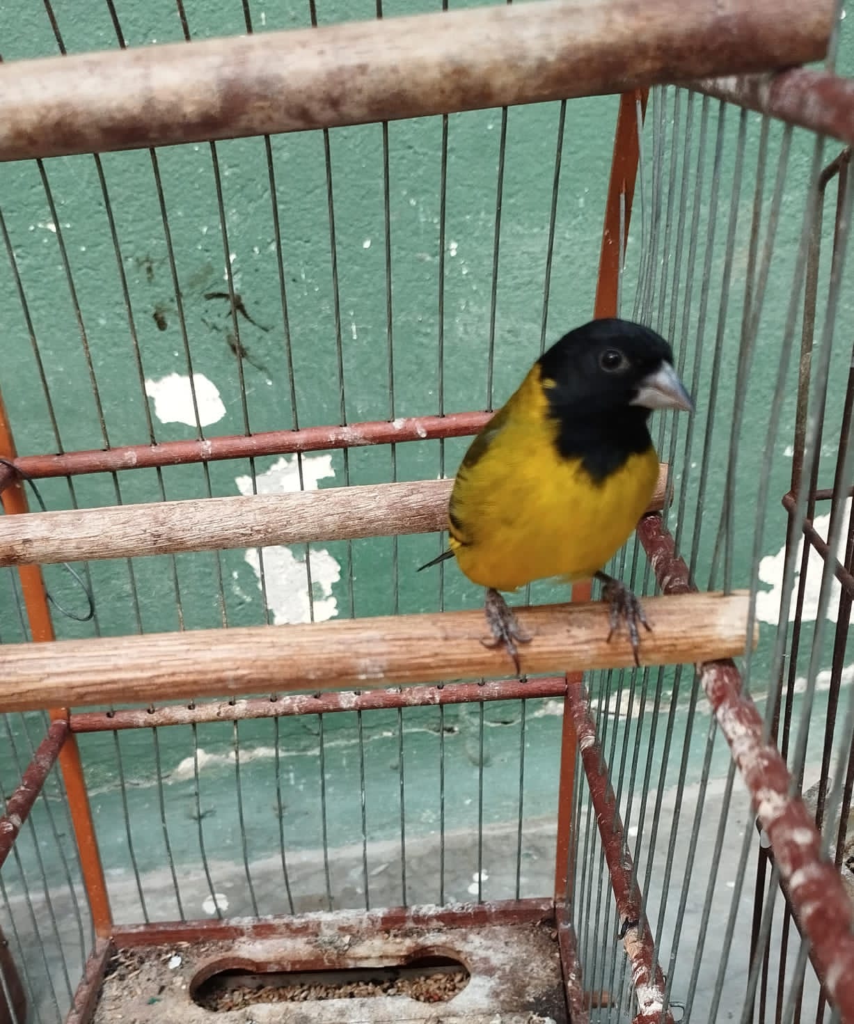aves cativeiro guará aves cativeiro guará