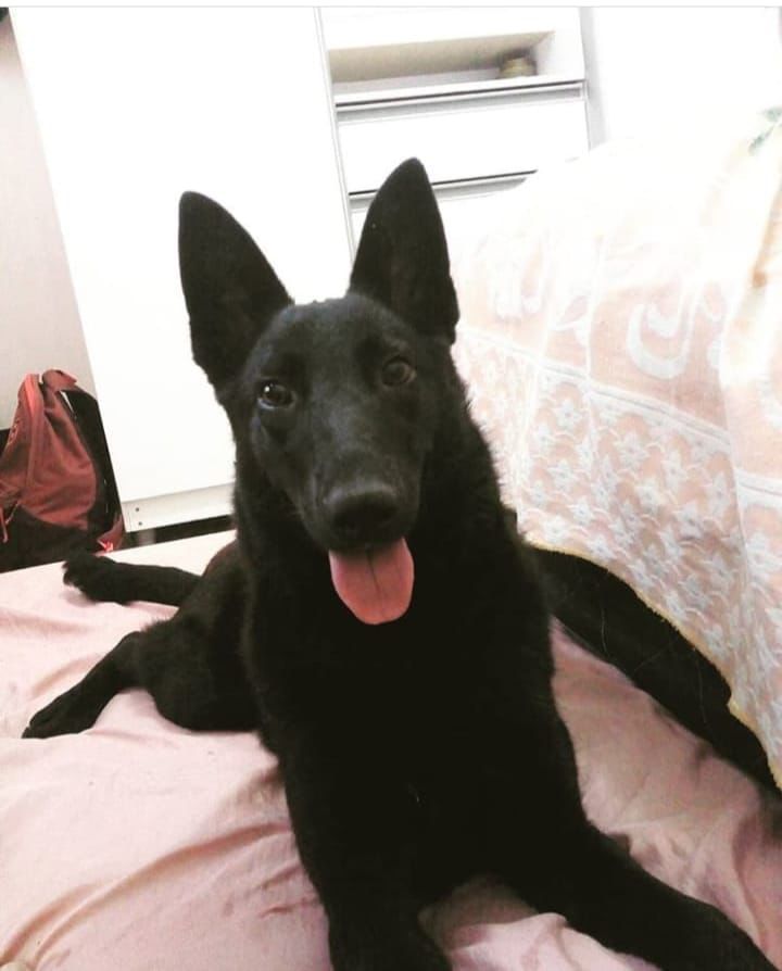 Cachorra morre após ser baleada pela PM em Guaratinguetá